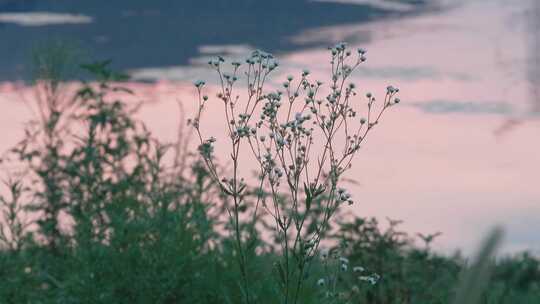 夕阳吻金池：微风编织草丛的黄昏童话