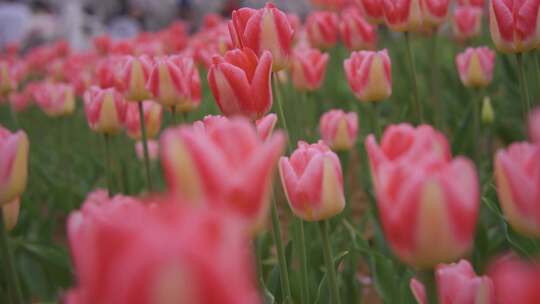 在郁金香花海中穿行