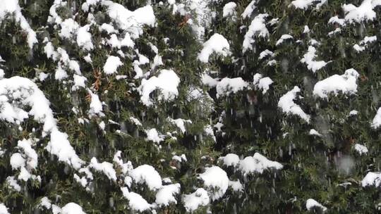 雪落在树上的镜头