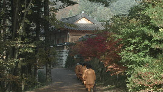 韩国月精寺 深秋晨景 枫林小径 僧人队走过