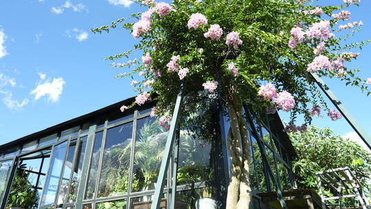 花朵鲜花三角梅花园公园