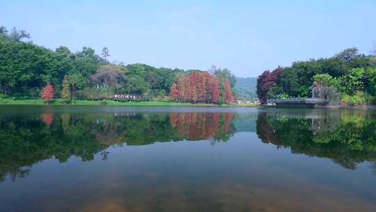 广州麓湖公园落羽杉山林湖景自然风光