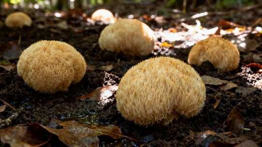 野外生长的毛茸茸蘑菇