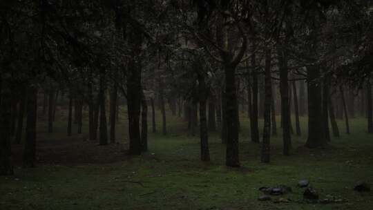 忧郁阴暗的森林