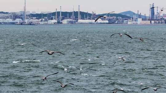 慢动作海鸥翱翔蓝色海面碧海蓝天海鸥飞翔