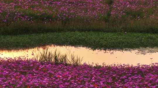 杭州湘湖花海