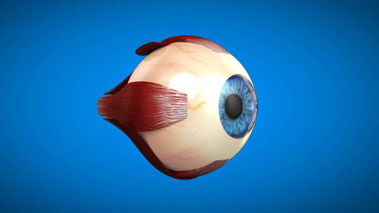 眼球 眼镜 医学 眼球结构 眼