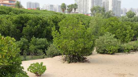 湛江市霞山观海长廊红树林保护区