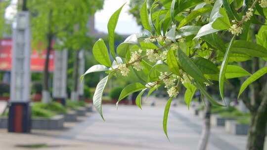 夏天秋日桂花树枝条