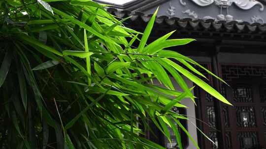 绿竹与中国风园林建筑 4K视频素材模板下载