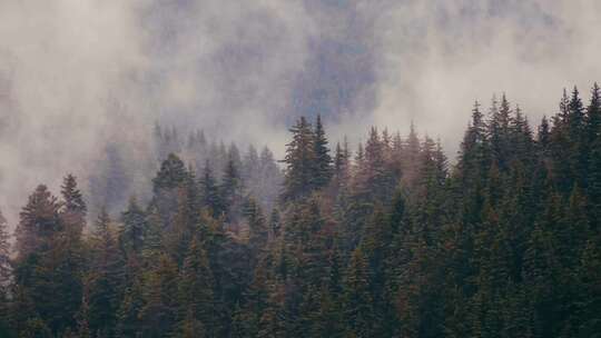云雾中的森林视频素材模板下载