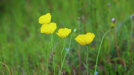 草原野花