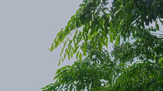 风雨交加树木树叶雨景雨季雨水雨滴下雨