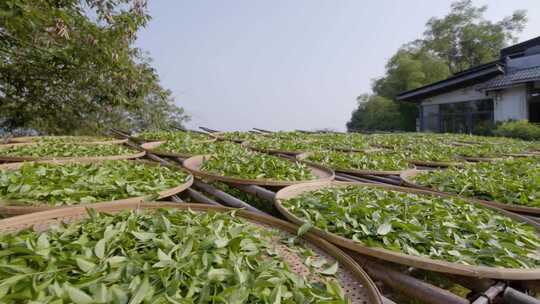 武夷山制茶 大红袍 岩茶视频素材模板下载