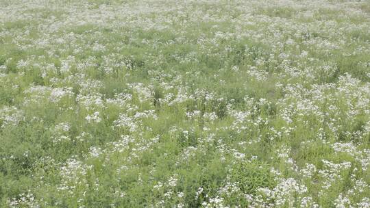 小清新鲜花阳光和雏菊