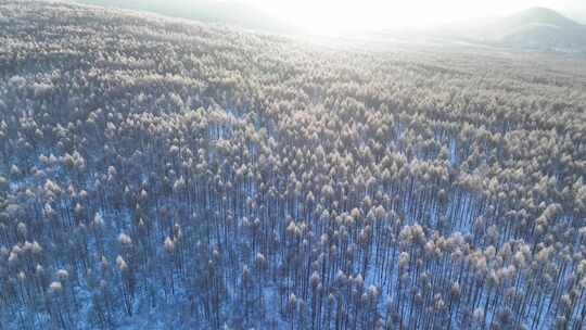 鸟瞰林海雪原阳光雪林