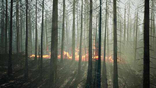 原始森林起火燃烧视频素材模板下载