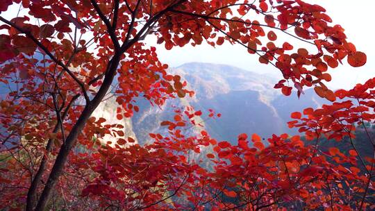 4K巫山红叶