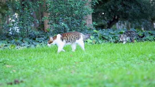 公园里的虎斑流浪猫