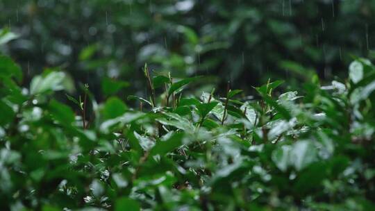 春雨雨滴茶园新茶杭州西湖龙井升格视频视频素材模板下载