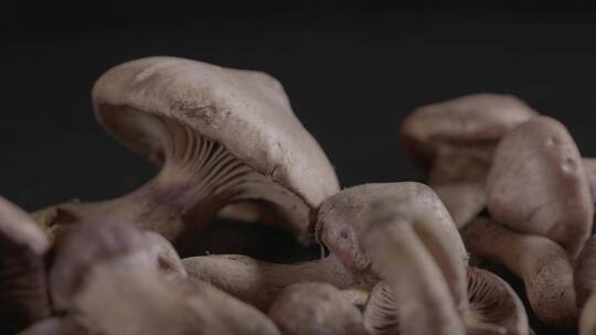 新鲜松蘑红蘑松树蘑菇LOG视频素材