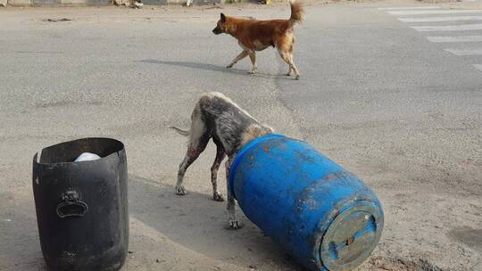 生病的流浪狗在吃垃圾桶里的食物
