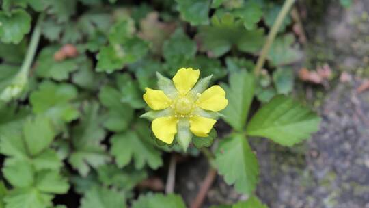 春意盎然春暖花开