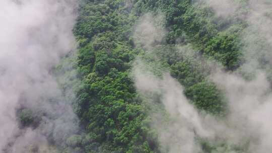 俯拍森林 森林云雾