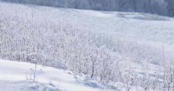 雾凇 雪景 纯净 唯美 冬季