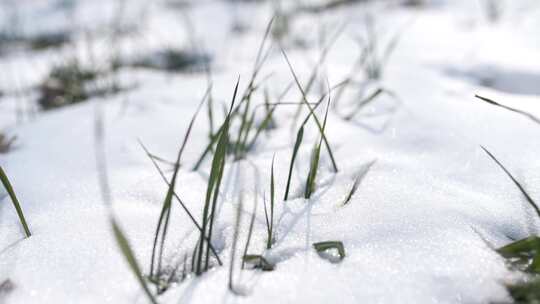 冬天小麦植物与雪覆盖农民的田地的电影镜头