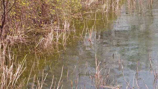 【镜头合集】河流芦苇水草苇子湖水视频素材模板下载