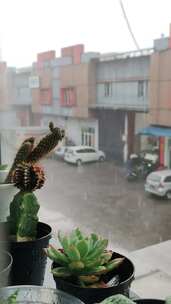 窗台上的室内植物防雨