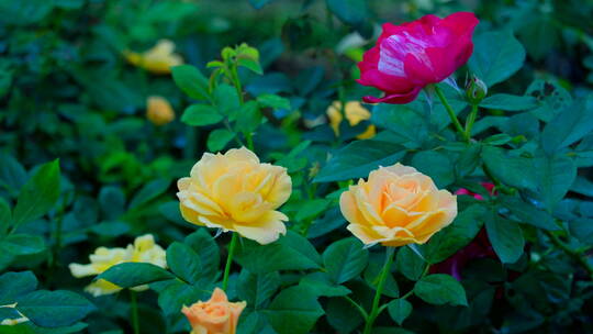 月季花 玫瑰花 鲜花 花朵 花园 花丛