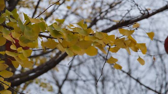 秋天微风中金黄的银杏叶