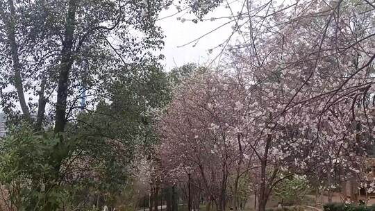 路过樱花树