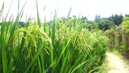水稻生长 抚摸水稻