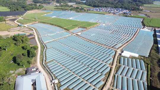 农业大棚基地俯瞰全景
