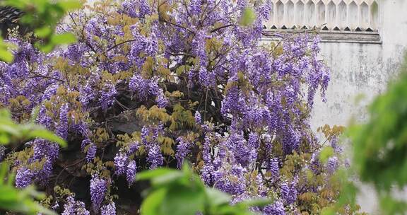 苏州网师园二百五十岁紫藤开花 紫色花海