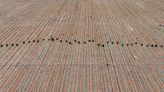 沙地里耕种的人群4K航拍