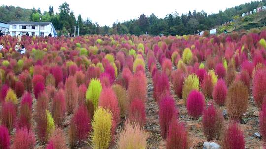 浪漫的乡村振兴植物植被地肤草4K实拍