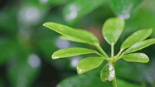 生命力春天春雷春雨春天绿植C0062