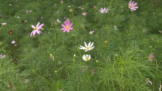 实拍路边野花格桑花