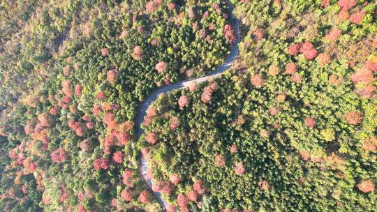 杭州临安浙西天池秋天盘山公路风景航拍