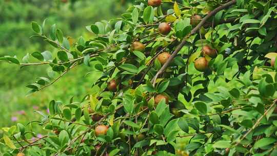 茶油果 油茶果 油茶种植