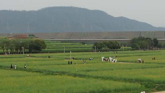 深圳光明小镇欢乐田园油菜花田