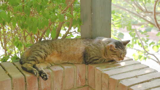 猫在窗台上睡觉休息懒散
