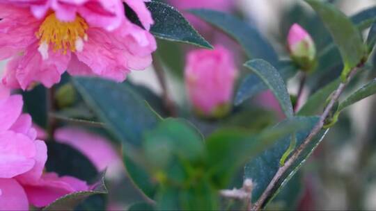 雨后粉红色的夹竹桃花