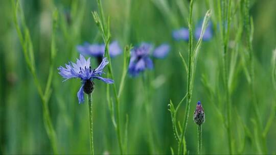 蓝色矢车花是麦田中的害虫。