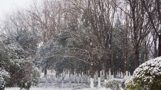 4K北方冬天公园里的树木下雪实拍视频