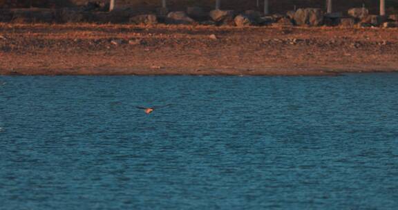 豆雁在水面上飞翔慢动作